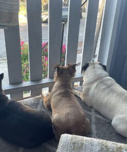 Advantus (Imidacloprid) Chewable Flea Treatment for Small Dogs, 7 Count, 4-22 Pounds 17 71XC9MRSUeL