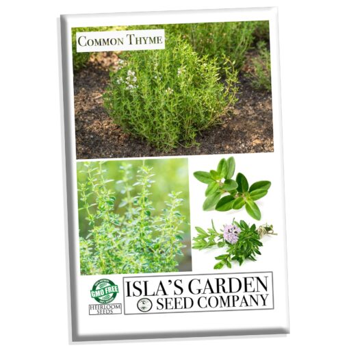 Common Thyme Seeds for Planting, 1000+ Seeds Per Packet, (Isla's Garden Seeds), Non GMO & Heirloom Seeds, Botanical Name: Thymus vulgaris, Great Herb Garden Seeds