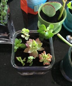 Espoma Organic Cactus Potting Soil Mix, Natural & Organic Soil for Cactus, Succulent, Palm, and Citrus grown in containers both indoors and outdoors, 4 qt, Pack of 1 4 Quart 31 71XL1vDQ5QL