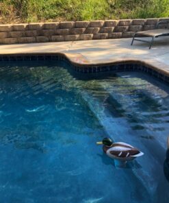 Poolmaster Adustable Chlorine Dispenser for Swimming Pools and Spas, Mallard 29 71XP98 sOL