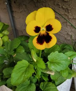 Seed Needs, Edible Wildflower Seed Packet Collection (7 Varieties of Flower Seed for Planting) Non-GMO & Untreated - Includes Viola, Pansies, Chives, Borage, Calendula, Nasturtium and Bee Balm 27 71XQJxy0gAL