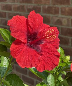 Humboldts Secret Flower Stacker – Best Flowering Formula for Bigger Harvests - Flowering Plant Food - Nutrient System for Potting Soil for Indoor Plants & Outdoor Plants - 1 Quart 32 Ounce 47 71XQSRPlKbL