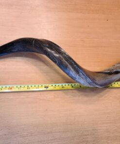 Half-Polished Finish Yemenite Kudu Horn Shofar 20"-22" 20 71XSyf3qNFL