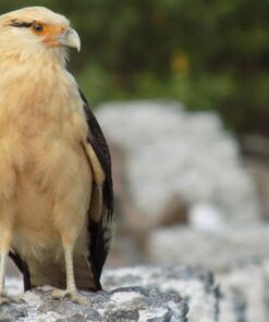 Nikon Coolpix L340 20.2 MP Digital Camera with 28x Optical Zoom and 3.0-Inch LCD (Black) Base 63 71XVRqjgVwL