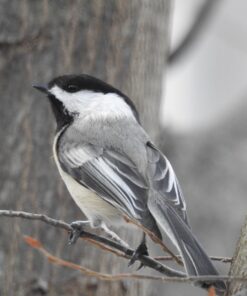 Nikon COOLPIX P900 Digital Camera (Black) 112 71XVkUqQQzL