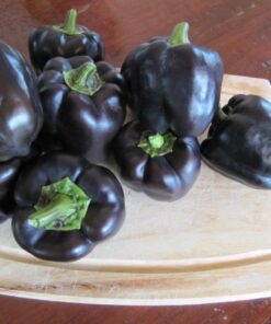 Sweet Bell Pepper Black Horse Seeds Heirloom Vegetable for Planting Giant Non GMO 30 Seeds 15 71XVt2mXdL