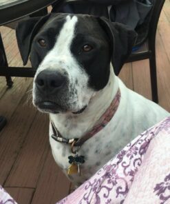 Nutramax Laboratories Crananidin Cranberry Extract Urinary Tract Health Supplement for Dogs, 75 Chewable Tablets 75 Count 34 71XWiD3AQXL