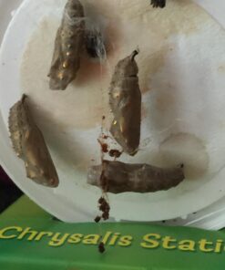 Painted Lady Butterfly Kit - Habitat, STEM Journal, & Voucher for Chrysalis Log & Caterpillars - Grow Your Own Butterfly Kit 55 71XZJ1aRLLL 2