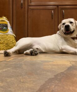 Wakefield Extra Large Virginia Peanuts for Animals, 25 LBS Peanut 25 Pound (Pack of 1) 30 71XakwsCjmL