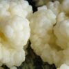Kefir Grains - Living Probiotic Enriched "As seen on TV" 3 71XcfT9jtL