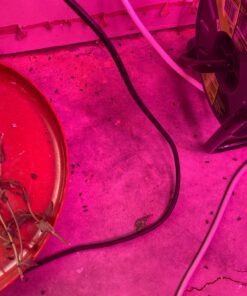 1500 Live Ladybugs - Good Bugs - Ladybugs - Guaranteed Live Delivery! 21 71Xdh DfYL