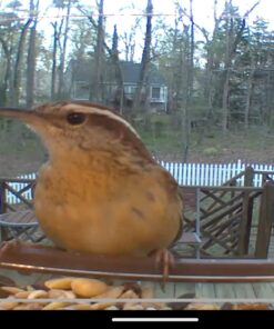 Kaytee Wild Bird Food Nut & Fruit Seed Blend For Cardinals, Chickadees, Nuthatches, Woodpeckers and Other Colorful Songbirds, 5 Pounds 5 Pound (Pack of 1) 35 71XexEODwTL