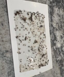 Gardner - Fly Traps Indoor for Home, Indoor Bug Trap, Plug in Bug Catcher Indoor, Fly Catcher Indoor, Gnat Traps for House Indoor Plug in, Fruit Fly Traps for Indoors, Flying Insect Trap Indoor(Grey) Light Grey 37 71XlN3UsQVL