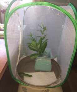 Trasfit Pop-up Insect and Butterfly Habitat Cage Terrarium - 24 Inches Tall 68 71XlqDzfKOL