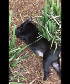 PEDIGREE CHOPPED GROUND DINNER Adult Canned Soft Wet Dog Food Variety Pack, with Chicken and with Beef, 13.2 oz. Cans (Pack of 12) Beef & Chicken 13.2 Ounce (Pack of 12) 37 71XlxPQCfFL