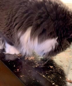 Cat-Man-Doo Extra Large Dried Bonito Flakes Treats for Dogs & Cats - All Natural High Protein Flakes - 4oz. / 112g Bag 4 Ounce (Pack of 1) 42 71Xrq7IpqL 2