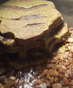 Tetra Decorative ReptoFilter, Terrarium Filtration, Keeps Water Clear 60 71XsTu097eL