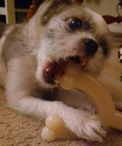 Nylabone Wishbone Power Chew Dog Toy Medium/Wolf (1 Count) Medium up to 35 lbs. 27 71XtqSoE5L