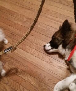 Prosper Pets Hands Free Dog Leash - Dual Handle Running Leash – Shock Absorbing, Extendible Bungee – Adjustable Waist Belt – for Running, Jogging or Walking Standard - 36" Leash Black 9 71XuCyzoFJL