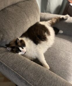 Natural Balance Fat Cats Low-Calorie Dry Cat Food for Overweight Adult Cats, Chicken Meal, Salmon Meal, Garbanzo Beans, Peas & Oat Groats Recipe, 6 Pound (Pack of 1) Chicken Meal, Salmon Meal, Beans, Peas, Oats 6.00 Pound (Pack of 1) 22 71Xv15NcZOL