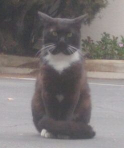 Purina Fancy Feast Wet Cat Food Medleys - (24) 3 oz. Cans Salmon Primavera in Sauce 3.00 Ounce (Pack of 24) 27 71Xx7QlI5L