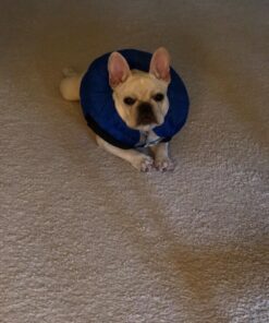 KONG - Cloud Collar - Plush, Inflatable E-Collar - For Injuries, Rashes and Post Surgery Recovery - For Medium Dogs/Cats Standard Packaging 30 71XxUaHzDHL