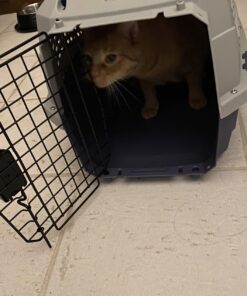 Amazon Basics - 2-Door Top-Load Hard-Sided Dogs, Cats Pet Travel Carrier, Gray & Blue, 22.8"L x 15.0"W x 13.0"H Two-Door Top-Load 64 71Y0WMw0G2L