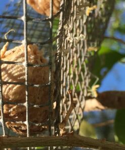 Praying Mantis (5) Egg Cases with Habitat Cup- 5 Egg Cases & 1,500 Live Ladybugs 41 71Y1IPd83AL 1