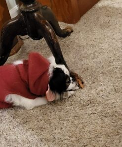 EBPP Stop the Chew 3X Strength Anti Chew Spray for Dogs - No Chew Spray for Puppies - Alcohol Free Dog Deterrent Spray - Bitter Spray for Dogs to Stop Chewing - Powerful No Chew Spray for Dogs - 8oz 44 71Y1upvQVtL