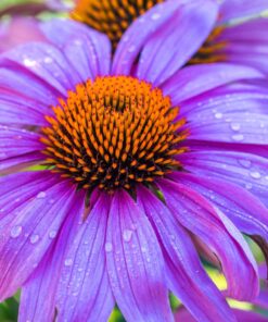 K&F Concept Lens Mount Adapter Compatible with Nikon G AF-S F AIS AI Nikkor F Mount G-Type D/SLR Lens to Sony Alpha E-Mount NEX Camera Compatible with Sony Alpha A7,A6000,A6300,A6500,A5000,A5100 NIK(G)-NEX 32 71Y2u7xWKdL