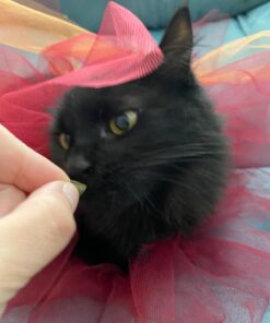 Greenies FELINE GREENIES SMARTBITES HEALTHY INDOOR Natural Treats for Cats, Chicken Flavor, 2.1 oz. Pouch 2.1 Ounce (Pack of 1) 31 71Y2v74YOyL