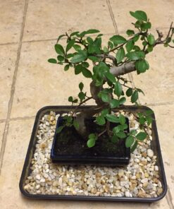 9GreenBox Chinese Elm Bonsai Tree Style 8 51 71Y3o8L9XL
