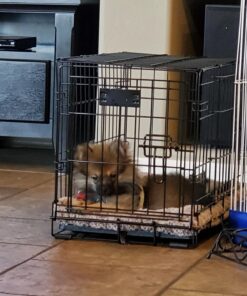 MidWest Homes for Pets Newly Enhanced Double Door iCrate Dog Crate, Includes Leak-Proof Pan, Floor Protecting Feet, Divider Panel & New Patented Features X-Small 47 71Y6Jc27EwL