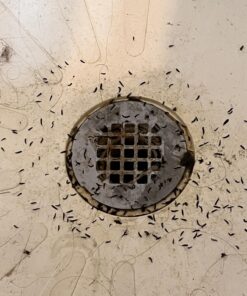 Fruit Fly Goodbye Gel Drain Treatment | Drain Fly Killer | Fruit Fly Killer | Drain Flies Treatment | Fruit Flies Treatment | Drain Fly & Fruit Fly Eliminator (1 Gallon) 33 71Y6WNQBbYL