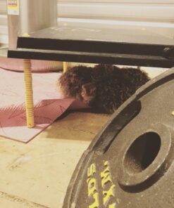 Premier Chick Brooder Heating Plate - 16" x 24" 34 71Y6zq8lS8L