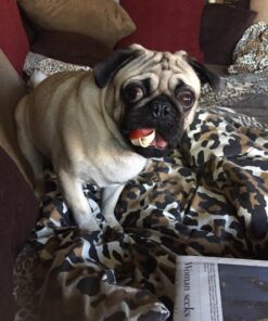 SmartBones Mini Dog Chews, Rawhide Free Chews For Dogs, Made With Real Chicken and Vegetables, 24 Count Mini Chews 34 71Y7IrdlnbL