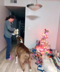 Jerky Treats Tender Beef Strips Dog Snacks 3.75 Pound (Pack of 1) 22 71Y7Q22OaAL