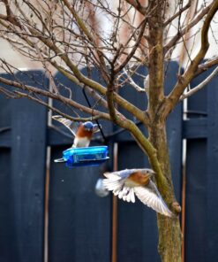 More Birds Dish SeedFeed, 1 Count (Pack of 1) 1 Count (Pack of 1) 38 71YCvuoA4gL