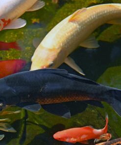 TetraPond Koi Vibrance, Soft Sticks, Easy to Digest Floating Pond Food, 16.5 lbs 18 71YD7EXf0wL