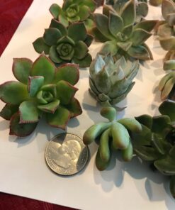 Succulent Rosette Cutting Pack- Brighten Up Your Garden with A Wide Variety of Healthy Rosette Succulent Plants Ready to Be Rooted by Jiimz (25 Pack) 25 Pack 15 71YGZN7mTQL