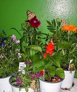 Insect Lore 5 Live Caterpillars Cup of Caterpillars Butterfly Kit Refill - Plus Butterfly Life Cycle Stages Toy Figurines - Shipped Now 54 71YHElfkn2L