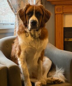 EBPP Stop the Chew 3X Strength Anti Chew Spray for Dogs - No Chew Spray for Puppies - Alcohol Free Dog Deterrent Spray - Bitter Spray for Dogs to Stop Chewing - Powerful No Chew Spray for Dogs - 8oz 47 71YICcDzgUL