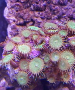 Current USA 36-48" Inch Orbit Marine LED Saltwater Reef Marine Aquarium Light | 24 Hour IR Lighting & eFlux Wave Pump Control | Adjustable Color Spectrum for Fish Tank (4102) Black 36 to 48-Inch 40 71YK1I7AmoL 1