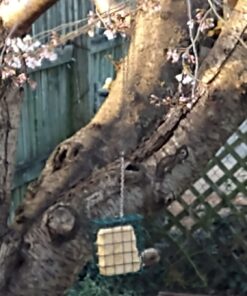 Heath Outdoor Products S-1-8 Single Hanging Suet Feeder , Green 1 13 71YLboLVxEL