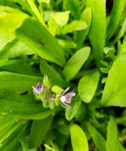 Eden Brothers Southwest Wildflower Mixed Seeds for Planting, 1/4 lb, 120,000+ Seeds with Cornflower, Blanket Flower | Attracts Pollinators, Plant in Spring or Fall, Zones 3, 4, 5, 6, 7, 8, 9, 10 1/4 Pound 16 71YOFKJFiKL