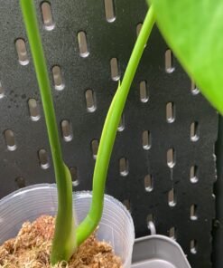 Plant Revolution PRPSGW01 Premium White Mycorrhizae, 1 oz, 1 Ounce, Gray 44 71YPGMC5hcL