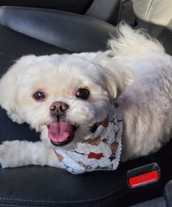 Ultra Absorbent Odor Control Training Pads For Dogs Leak-proof Quick Dry Gel – Extra Large 30 x 28 Pee Pads - Fresh Scented - 50 Count, Pack of 1 XL 30" x 28" - 50 Count, Pack of 1 26 71YQQcKiLjL