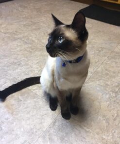 FELINE GREENIES Natural Dental Care Cat Treats Catnip Flavor, 5.5 oz. Pack 33 71YU7PCbkLL