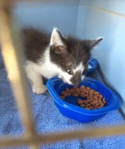 Blue Buffalo Tastefuls Indoor Natural Adult Dry Cat Food, Chicken 15lb bag Chicken & Brown Rice 15 Pound (Pack of 1) 43 71YWo0LTENL 1