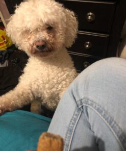 Wellness CORE Healthy Joints Crunchy Dog Treats (Previously Marrow Roasts), Natural Grain-Free Treats, Made with Real Meat, No Artificial Flavors (Beef, 8-Ounce Bag) 50 71YX4igGxL